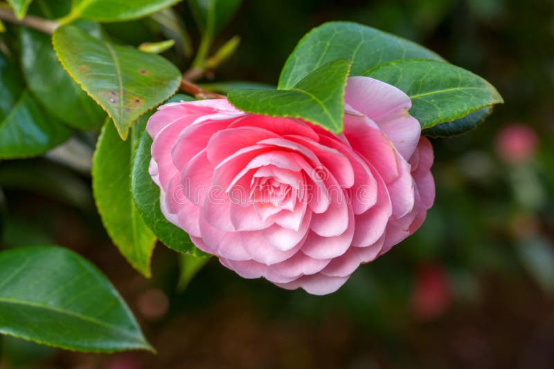 De roze bloem van Cameliasasanqua met groene bladeren stock foto De roze bloem van Cameliasasanqua met groene bladeren stock foto