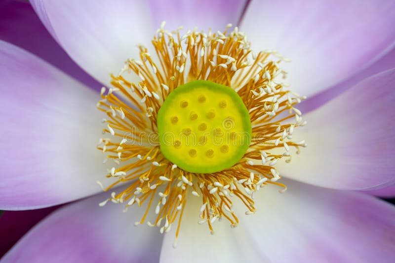 De roze Bloem van de Waterlelie Lotus-bloem in eiland Bali, Indonesië Sluit omhoog, macro stock foto's De roze Bloem van de Waterlelie Lotus-bloem in eiland Bali, Indonesië Sluit omhoog, macro stock foto's