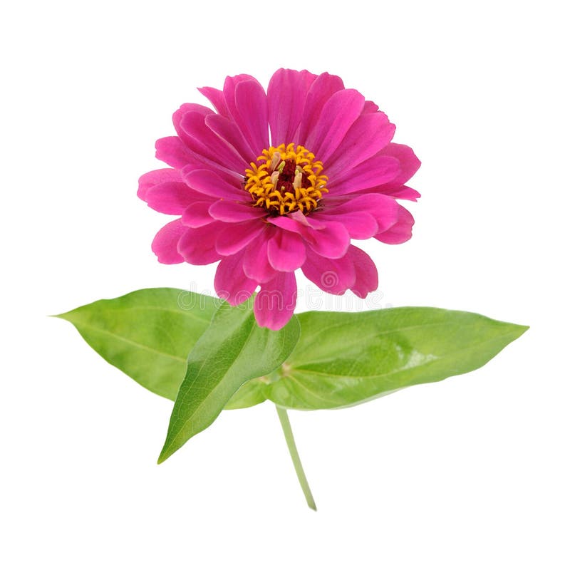 Roze Zinnia stock afbeelding. Image of bloei, seizoengebonden - 50709583