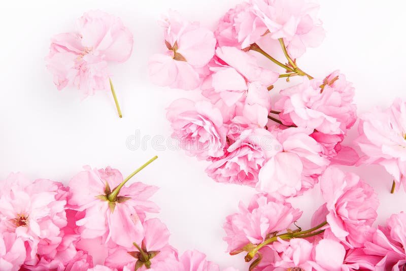 De roze Bloemen van de Kers royalty-vrije stock fotografie De roze Bloemen van de Kers royalty-vrije stock fotografie