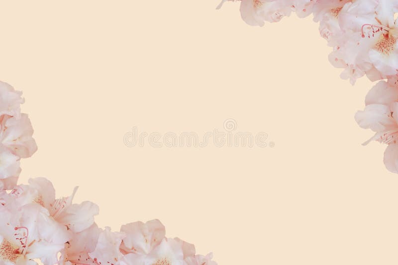 De roze bloemen van de perzikkleur springen zachte achtergrond met lege beschikbare ruimte voor tekst op royalty-vrije stock afbeelding De roze bloemen van de perzikkleur springen zachte achtergrond met lege beschikbare ruimte voor tekst op royalty-vrije stock afbeelding