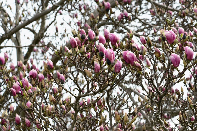 De roze bloesem van de Magnolia stock foto De roze bloesem van de Magnolia stock foto