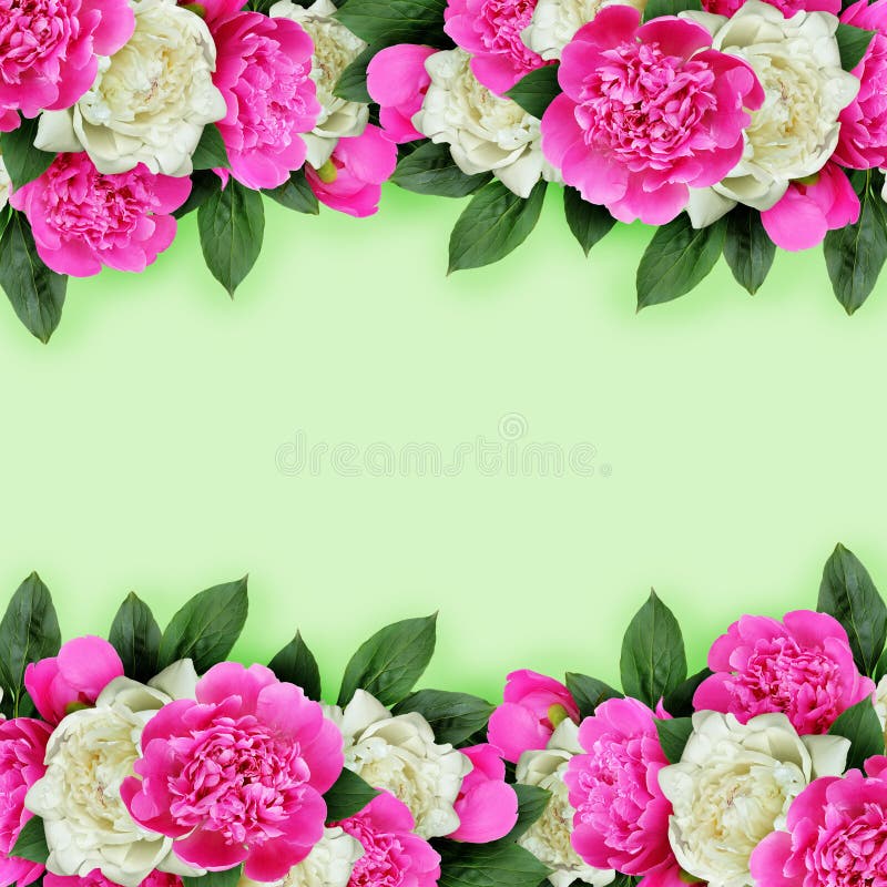 De roze en witte grenzen van pioenenbloemen royalty-vrije stock foto De roze en witte grenzen van pioenenbloemen royalty-vrije stock foto