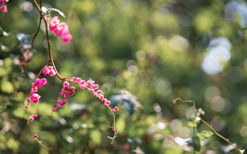 De roze kleine bloemen in groene aard tuinieren met groene bokeh voor behang of achtergrond Bloemen van Antigonon-leptopus, algem royalty-vrije stock afbeelding De roze kleine bloemen in groene aard tuinieren met groene bokeh voor behang of achtergrond Bloemen van Antigonon-leptopus, algem royalty-vrije stock afbeelding