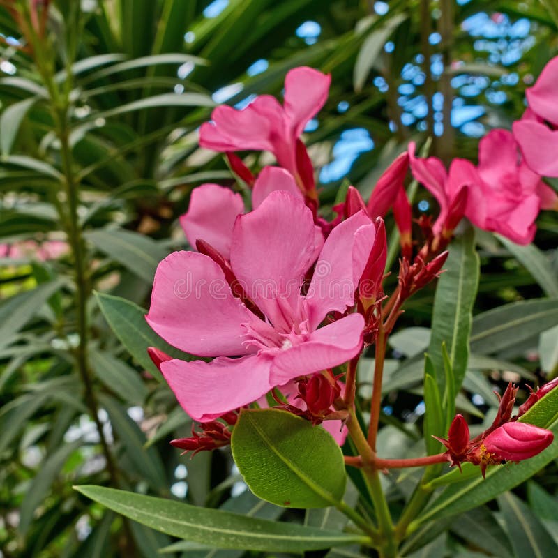 De roze oleander bloeit close-up