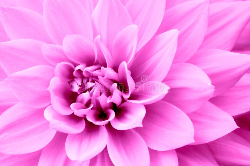 De roze purpere macrofoto van de dahliabloem Kleurenbeeld die roze schaduwen en roodachtige schaduwen benadrukken stock afbeelding De roze purpere macrofoto van de dahliabloem Kleurenbeeld die roze schaduwen en roodachtige schaduwen benadrukken stock afbeelding