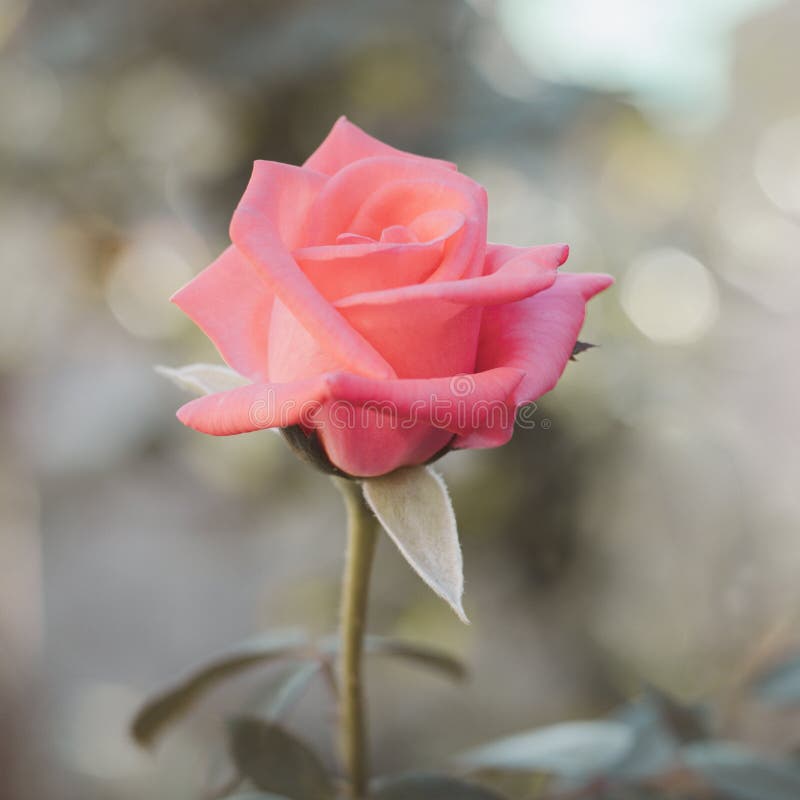 De roze roze rozenbloem in de rozentuin sluiten. royalty-vrije stock fotografie