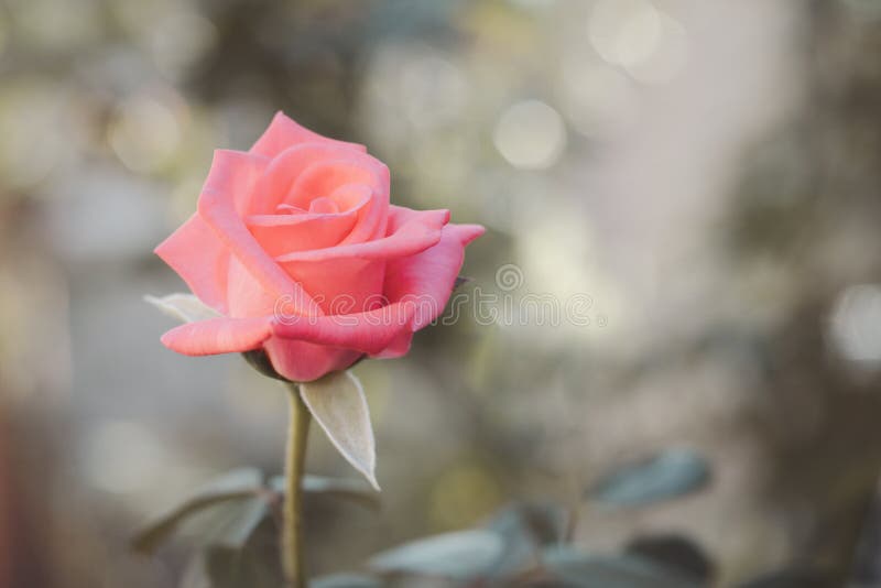 De roze roze rozenbloem in de rozentuin sluiten. stock afbeelding