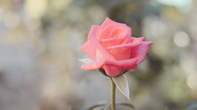 De roze roze rozenbloem in de rozentuin sluiten. royalty-vrije stock afbeeldingen