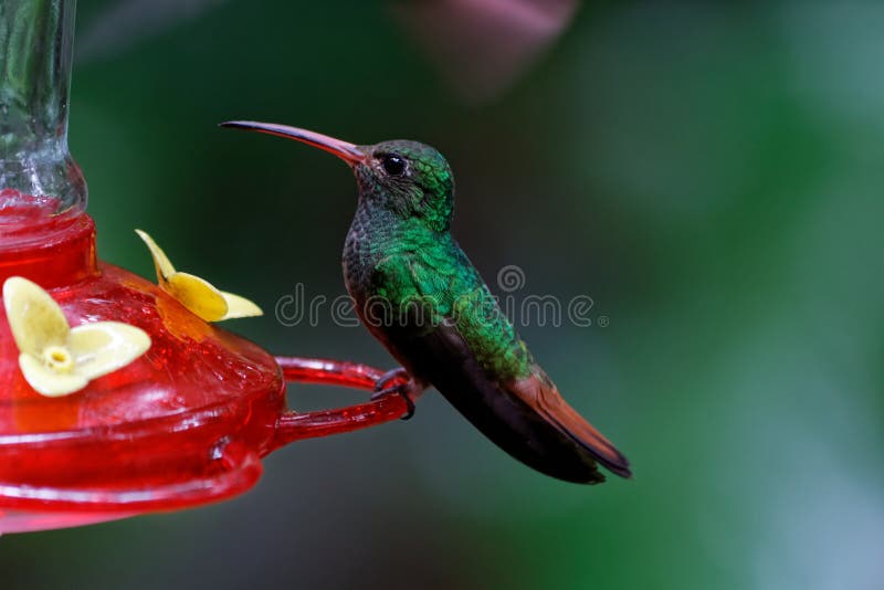 De rufous-de steel verwijderde van kolibrie Amazilia tzacatl is een middelgrote kolibrie 04 stock fotografie De rufous-de steel verwijderde van kolibrie Amazilia tzacatl is een middelgrote kolibrie 04 stock fotografie