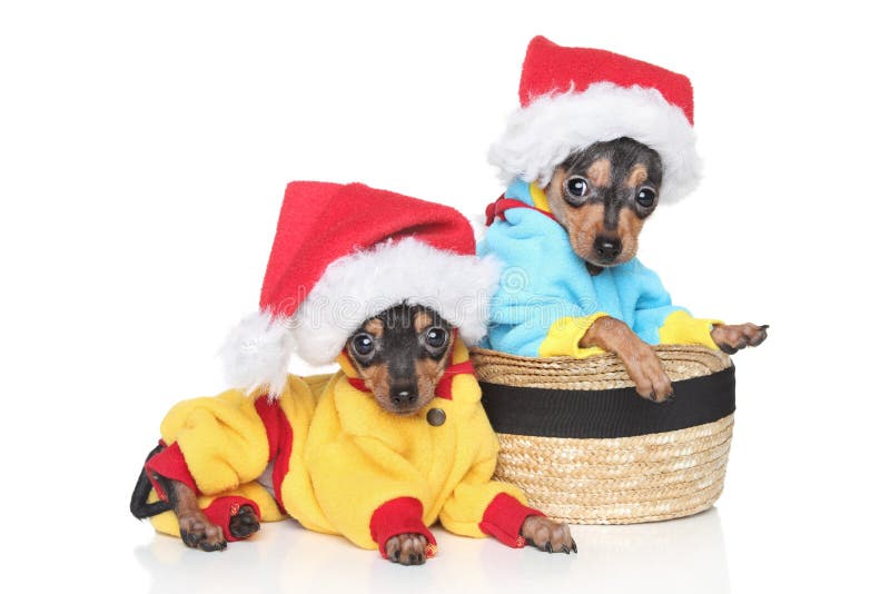 De Russische puppy van de Terriër van het Stuk speelgoed in de winterkleding royalty-vrije stock foto De Russische puppy van de Terriër van het Stuk speelgoed in de winterkleding royalty-vrije stock foto