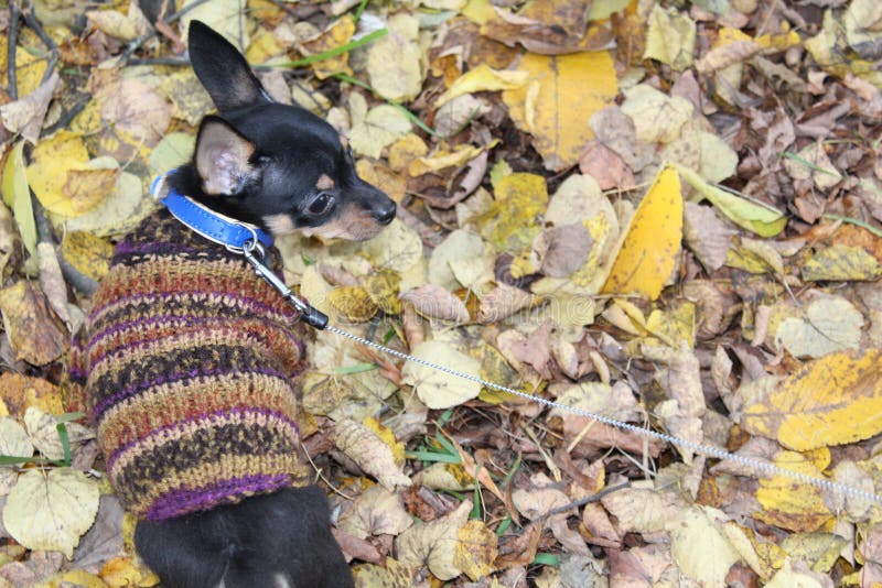 De Russische stuk speelgoed gangen van Terrier door de de herfstbladeren stock foto De Russische stuk speelgoed gangen van Terrier door de de herfstbladeren stock foto
