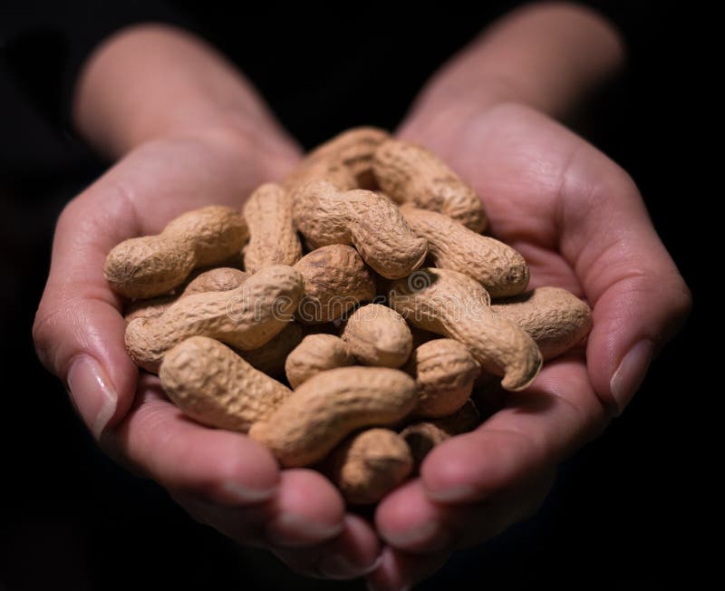 Raw unshelled peanuts close held cupped in female hands with black background. shallow depth of field, view from front. Raw unshelled peanuts close held cupped in female hands with black background. shallow depth of field, view from front.