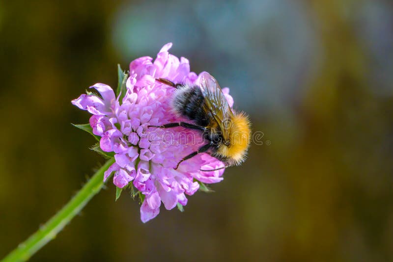 De ruwharige hommel verzamelt nectar stock fotografie De ruwharige hommel verzamelt nectar stock fotografie