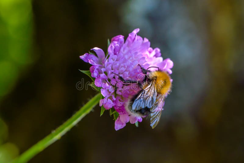 De ruwharige hommel verzamelt nectar stock afbeelding De ruwharige hommel verzamelt nectar stock afbeelding