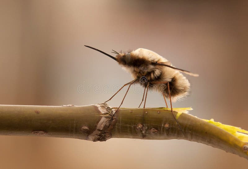 de ruwharige vlieg zit op een tak Macro Close-up stock afbeelding de ruwharige vlieg zit op een tak Macro Close-up stock afbeelding