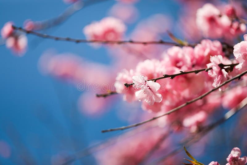 De Sakurakers komt boom in roze kleur op blauwe hemelachtergrond, draai het volledige bloeien, het volledige goed van de kaderfot stock foto De Sakurakers komt boom in roze kleur op blauwe hemelachtergrond, draai het volledige bloeien, het volledige goed van de kaderfot stock foto