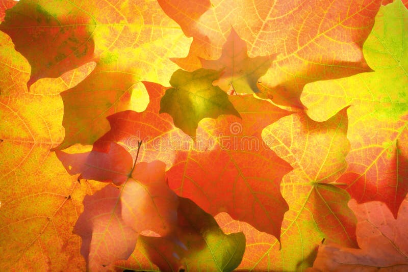 Colorful North American Maple leaves captured in the studio as they were changing colors in November. Colorful North American Maple leaves captured in the studio as they were changing colors in November.
