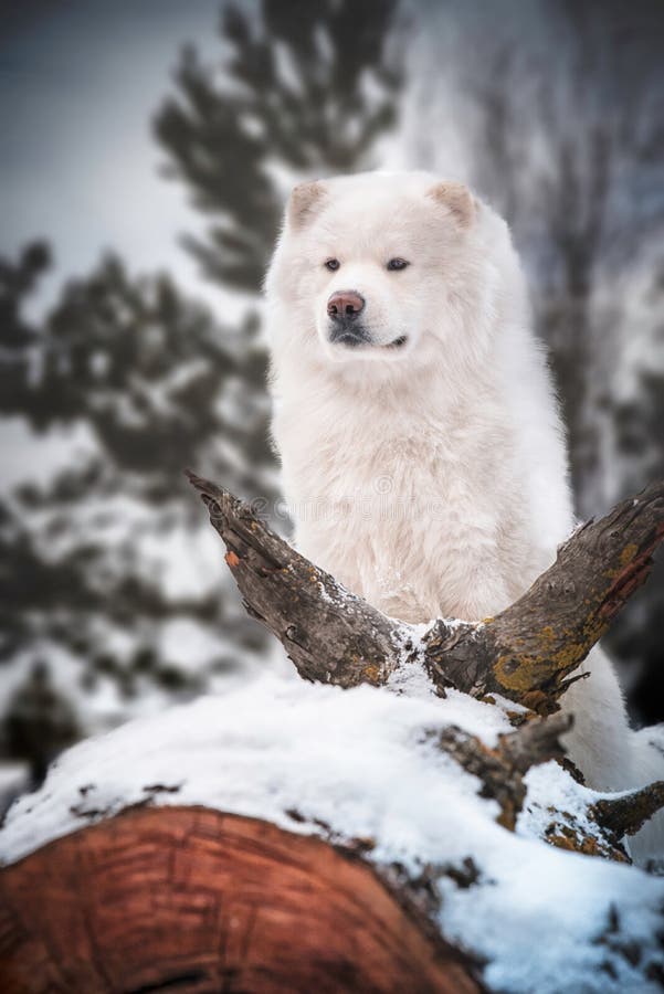 Fairy tale dog samoyed forest winter nature white beauty snow. Fairy tale dog samoyed forest winter nature white beauty snow