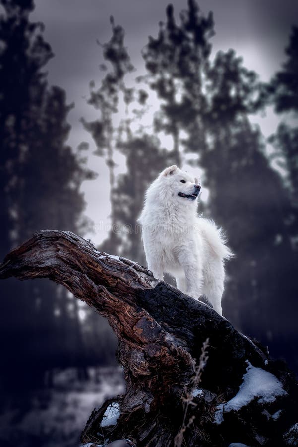 Samoyed dog forest winter nature white beauty snow jump tree tale. Samoyed dog forest winter nature white beauty snow jump tree tale