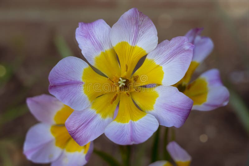 De saxatilis tulipa avec la belle fleur sauvage de tulipe de couleur lilas et jaune photographie stock