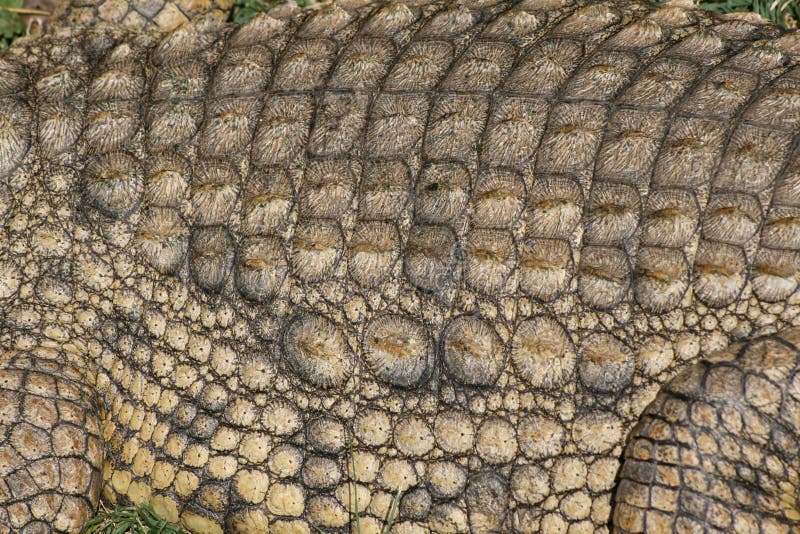 Nice detailed shot of Nile crocodile in Africa showing texture, skin and scale detail. Nice detailed shot of Nile crocodile in Africa showing texture, skin and scale detail