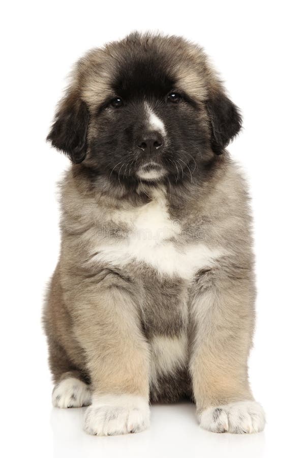 De schaapse schaapherder zit op een witte achtergrond stock afbeelding