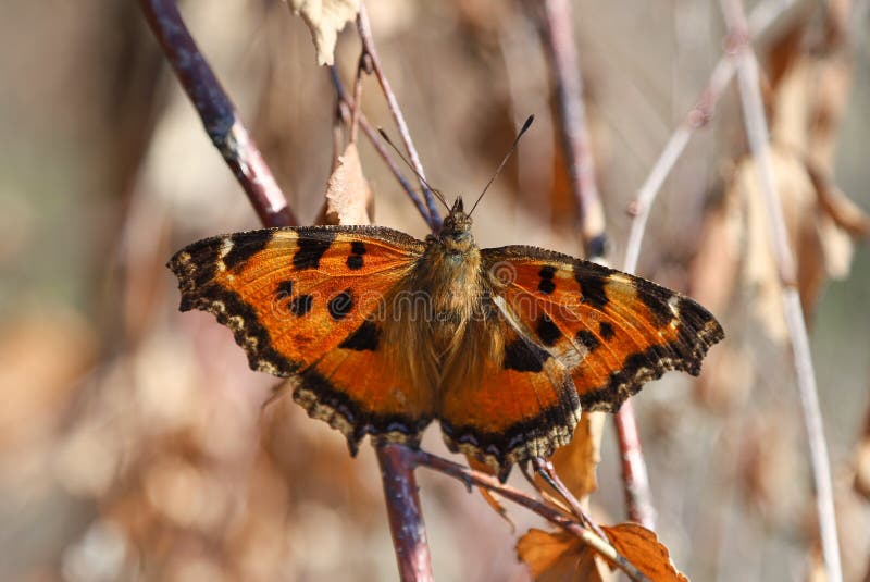 De schaarse xanthomelasvlinder van tortoiseshelnymphalis op takje het voeden op sap van berkboom met uitgebreide zuigorganen royalty-vrije stock afbeelding De schaarse xanthomelasvlinder van tortoiseshelnymphalis op takje het voeden op sap van berkboom met uitgebreide zuigorganen royalty-vrije stock afbeelding