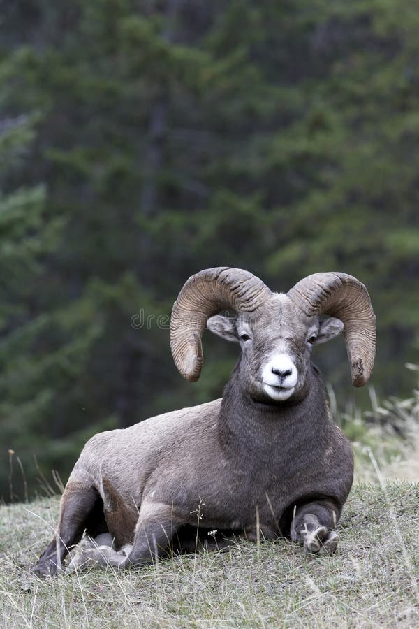 Bighorn Sheep male ram on grass resting. Bighorn Sheep male ram on grass resting