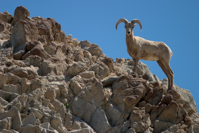 Profile of a bighorn sheep on rocky ridgeline. Profile of a bighorn sheep on rocky ridgeline.