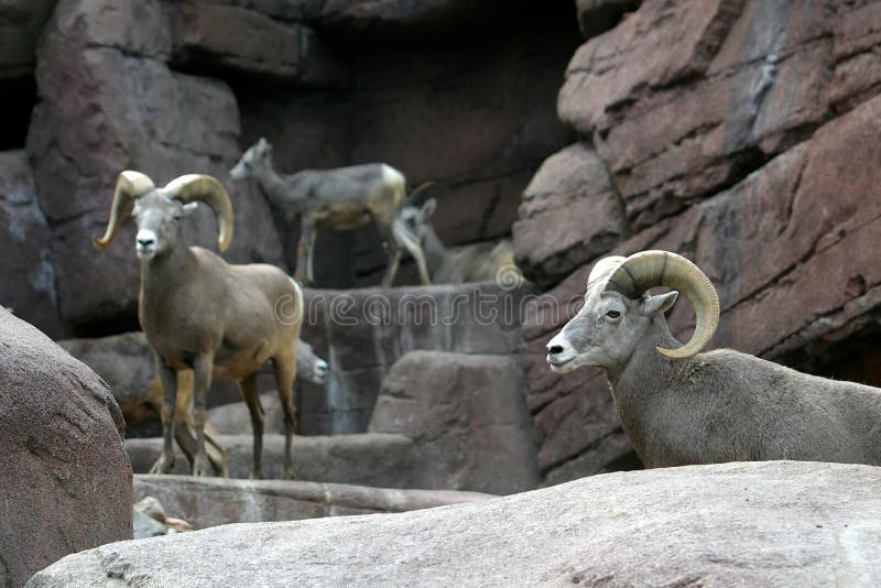 De schapen van Bighorn tussen de rotsen royalty-vrije stock foto De schapen van Bighorn tussen de rotsen royalty-vrije stock foto