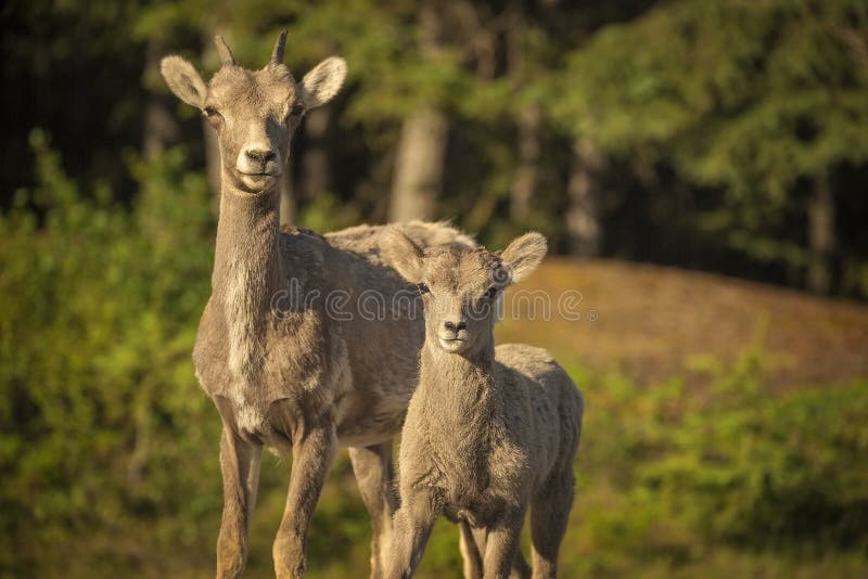 De Schapen van het Bighorn royalty-vrije stock foto De Schapen van het Bighorn royalty-vrije stock foto