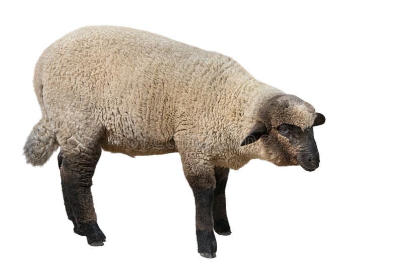 De schapen van Suffolk op wit worden geïsoleerd dat stock fotografie De schapen van Suffolk op wit worden geïsoleerd dat stock fotografie