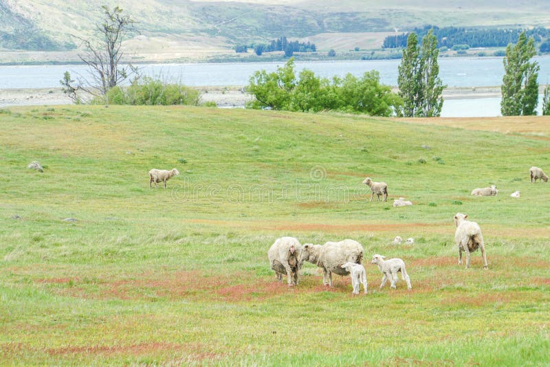 De schapenkudde weidt vers gras bij werflandbouwbedrijf in Nieuw Zeeland stock foto De schapenkudde weidt vers gras bij werflandbouwbedrijf in Nieuw Zeeland stock foto