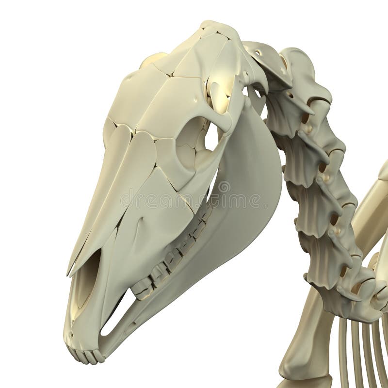 De Schedel van de paardschedel - de Anatomie van Paardequus - op wit wordt geïsoleerd dat vector illustratie De Schedel van de paardschedel - de Anatomie van Paardequus - op wit wordt geïsoleerd dat vector illustratie