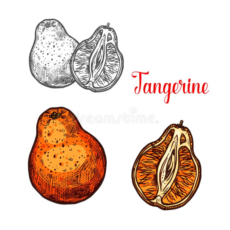 De schets van mandarijncitrusvruchten van mandarijntje vector illustratie De schets van mandarijncitrusvruchten van mandarijntje vector illustratie