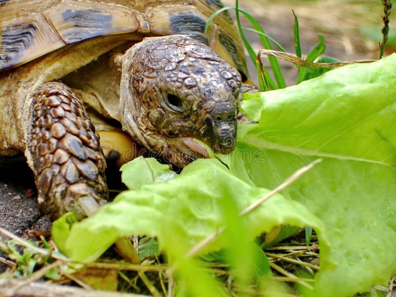 De schildpad eet een saladeblad Schildpad-gopher Lat Gopheruspolyphemus - een soort landschildpadden royalty-vrije stock afbeeldingen De schildpad eet een saladeblad Schildpad-gopher Lat Gopheruspolyphemus - een soort landschildpadden royalty-vrije stock afbeeldingen