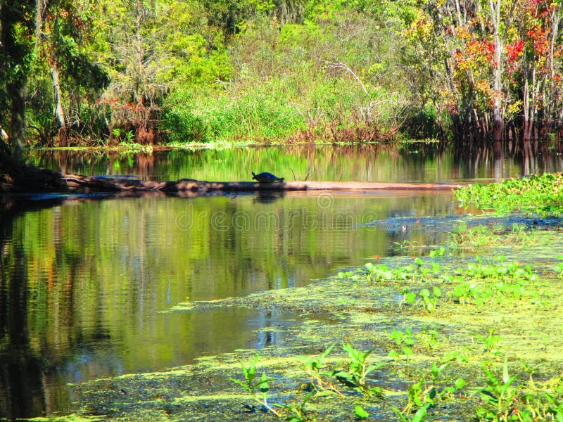De schildpad rust op een logboek, langs de bank van een rivier van Florida royalty-vrije stock foto's De schildpad rust op een logboek, langs de bank van een rivier van Florida royalty-vrije stock foto's