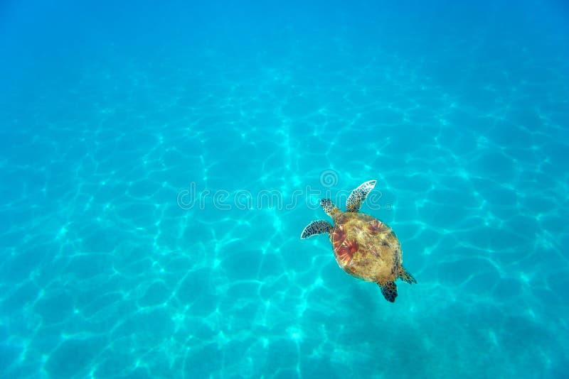De schildpad van Aqua