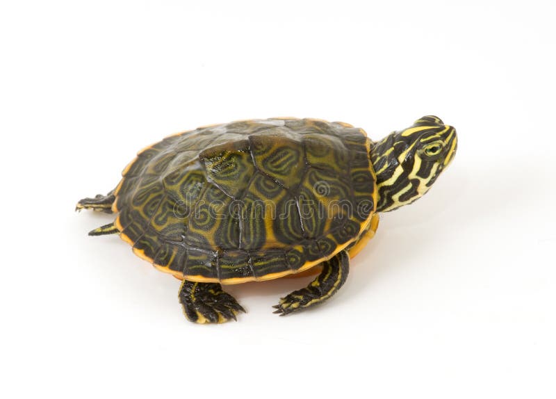 Photograph of a baby turtle walking across a white background. Photograph of a baby turtle walking across a white background.