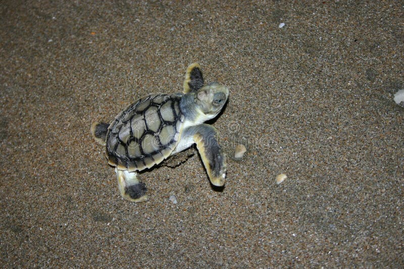 Zelfgenoegzaamheid vonnis sturen DE SCHILDPAD VAN DE BABY stock afbeelding. Image of australië - 781049