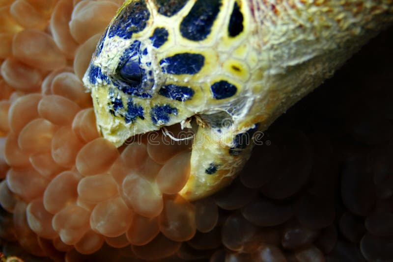 A Hawksbill turtle eating bubble coral. A Hawksbill turtle eating bubble coral