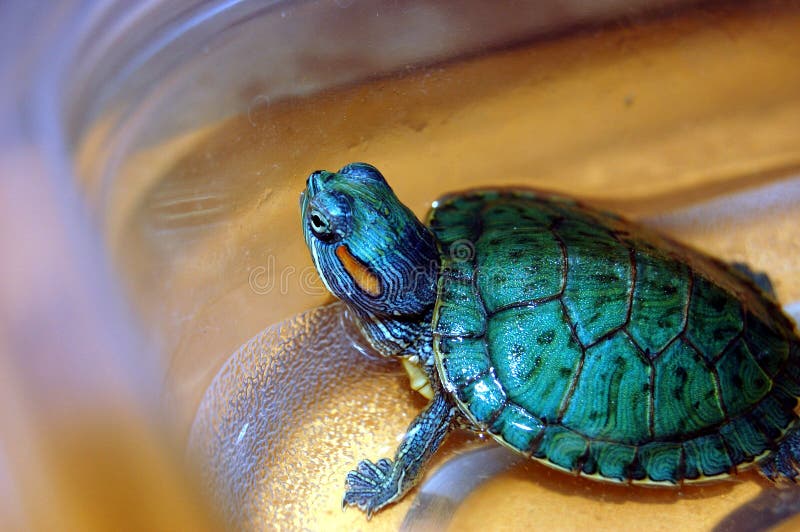 De Schildpad van het Huisdier van de hobby
