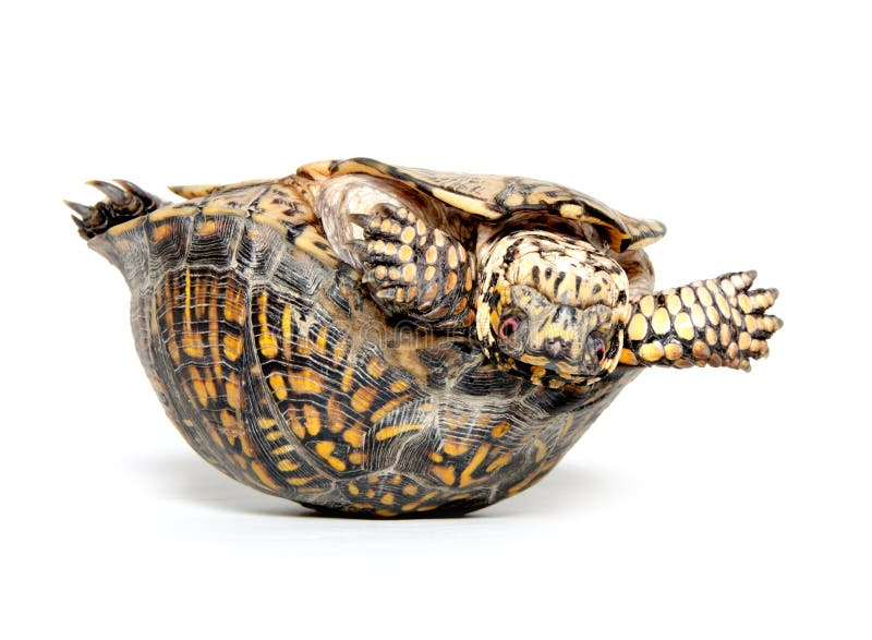 Box turtle upside down and on its back on white background. Box turtle upside down and on its back on white background