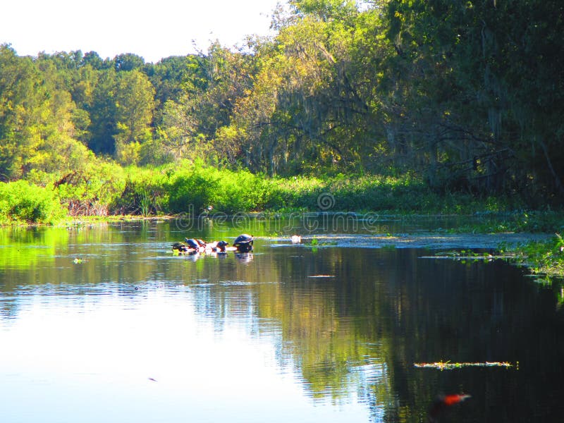 De schildpadden rusten op een logboek, langs de bank van een rivier van Florida stock foto De schildpadden rusten op een logboek, langs de bank van een rivier van Florida stock foto