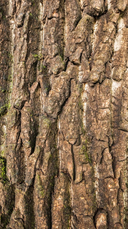 De schors van de oude boom is de achtergrond stock afbeeldingen De schors van de oude boom is de achtergrond stock afbeeldingen