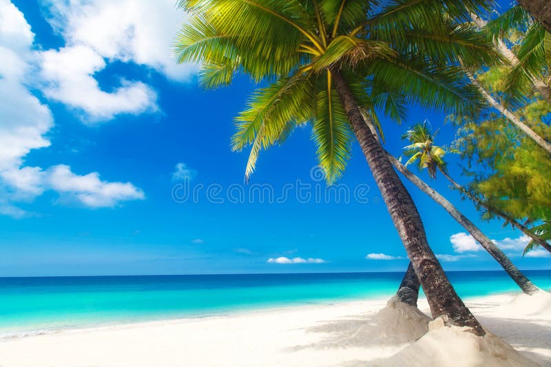 De scène van de droom Mooie palm over wit zandstrand De zomer n