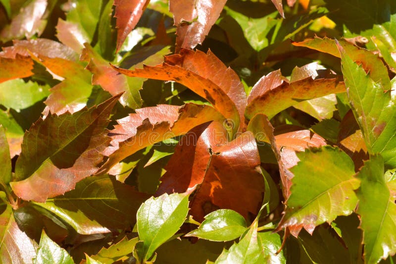 The seasonal coloring of leaves from green to red leaves standing out. The seasonal coloring of leaves from green to red leaves standing out.