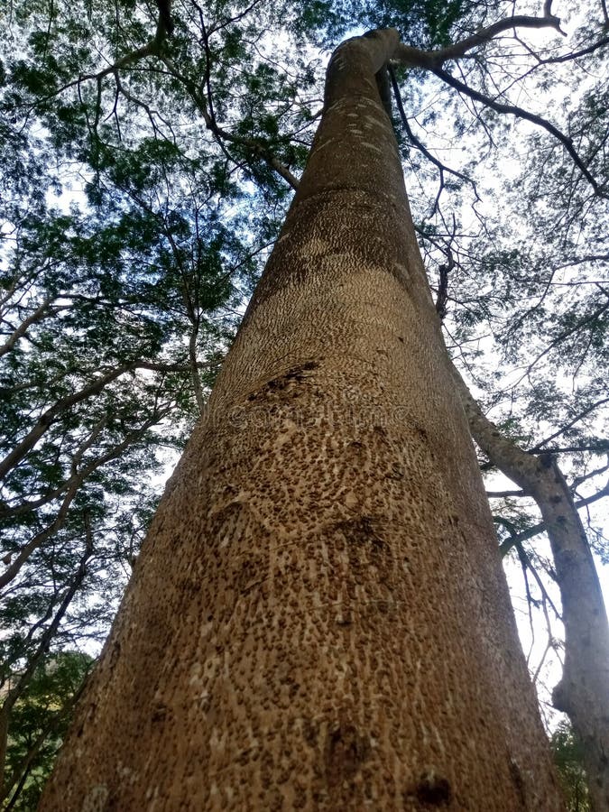 Sengon tree in Wonogiri, Central Java is approximately 250 years old and this tree has been made into a protected forest. Sengon tree in Wonogiri, Central Java is approximately 250 years old and this tree has been made into a protected forest