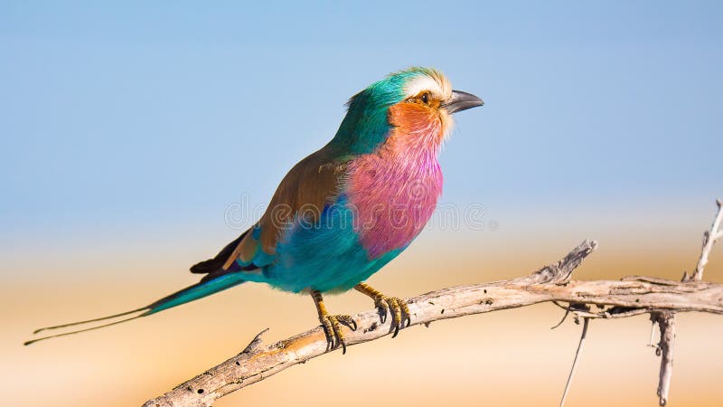 Lilac breasted roller Kraska liliowopierśna, safari colorful bird captured in Namibia and Botswana. Bird is standing on tree branch. Colorful, positive blue lila bird is a symbol of Botswana and South Africa. Colors and sharpness give a impression of really good picture. Lilac breasted roller Kraska liliowopierśna, safari colorful bird captured in Namibia and Botswana. Bird is standing on tree branch. Colorful, positive blue lila bird is a symbol of Botswana and South Africa. Colors and sharpness give a impression of really good picture.